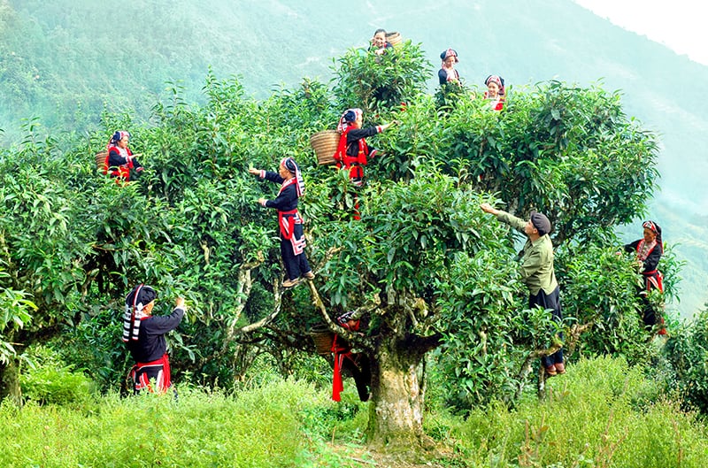 Ancient Tea Forests of Son La