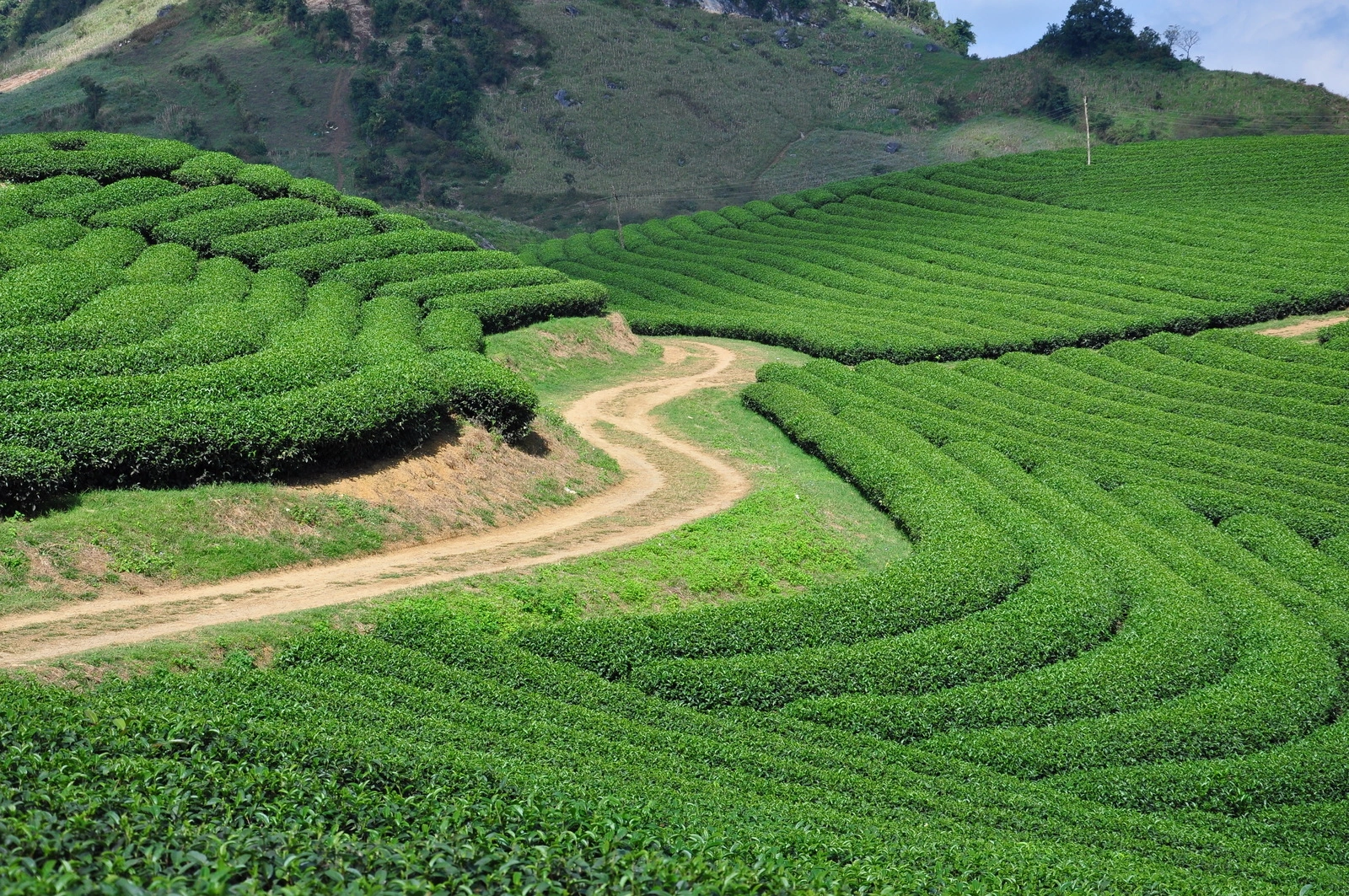 Moc Chau Tea Plantations